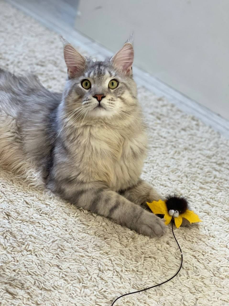 Пропал кот, район Рабочего проспекта