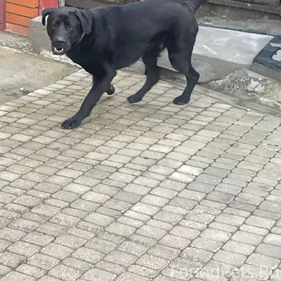 Пропал кобелёк, район ул. Руднева