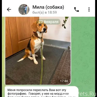 Пропал бигль, Истринский район