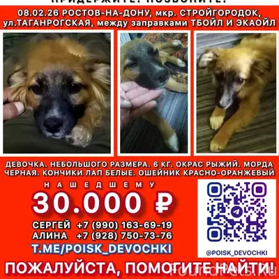 Пропала собака Девочка, Ростов-на-Дону