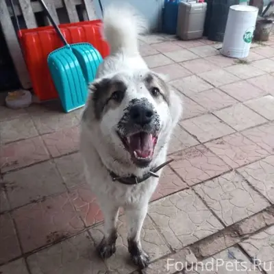 Пропала собака, Тверь, Пролетарский район