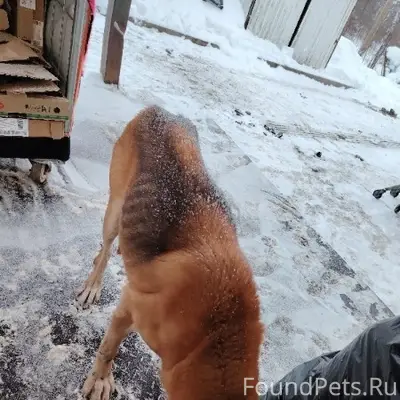 Найден бездомный пёс, п. Чална