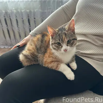 Найдена кошка, возле Металл Пласта