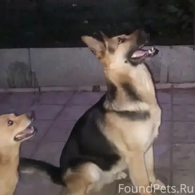 Пропал Кобель Овчарка Ричард, район СХТ