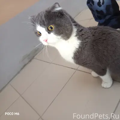 Найден кот, Ленинский район