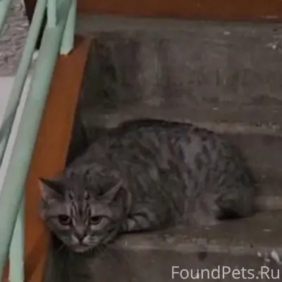 Найдена кошка, Калининский район
