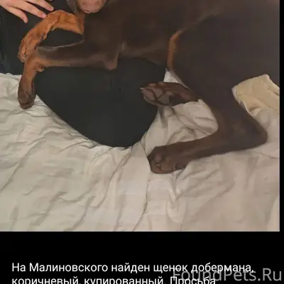 Найден щенок, Ростов на Дону, р-н Малиновского