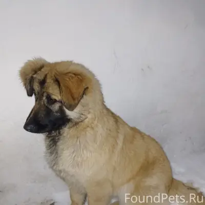 Пропала собака, возле школы 31