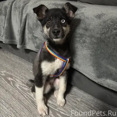 Найден щенок, район восточный у метрополиса
