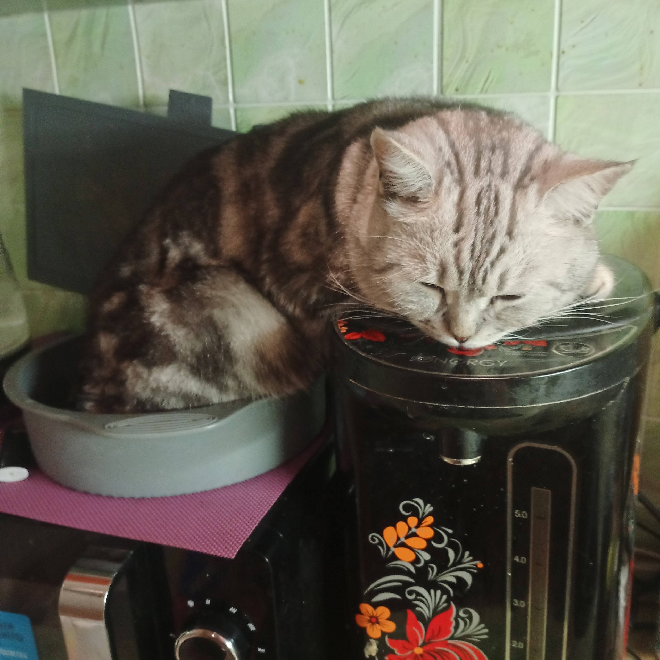 Пропал кот Тимка