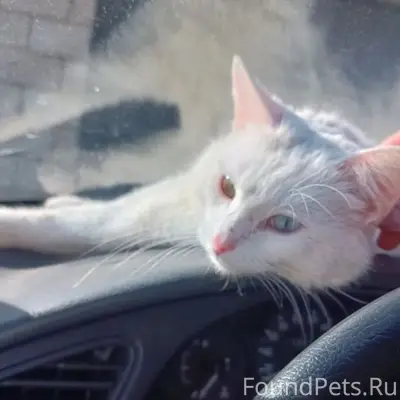 Пропал кот Барсик, район Бона и подстанции