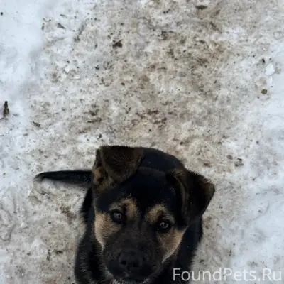 Ищем дом для щенка Патрона