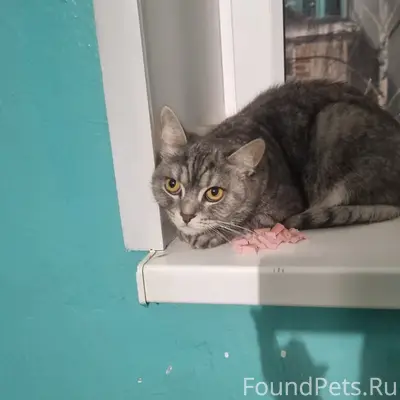 Найдена кошечка, Вербовский