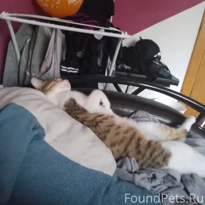 Пропала кошка Бес /Бестия, район Айдарова/Челюскина