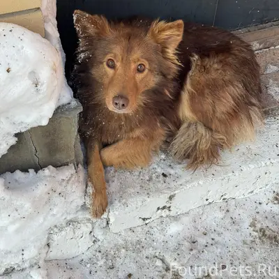 Пропала собака Каштанка, Саратов