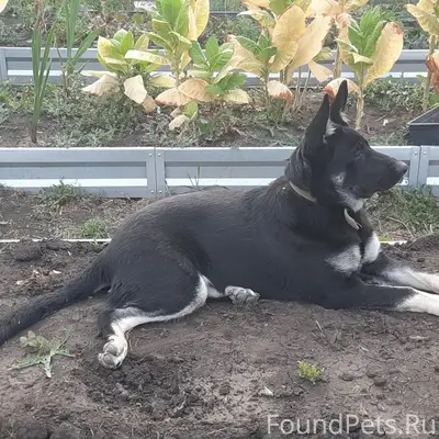 Пропала восточно-европейская овчарка, Соколовый