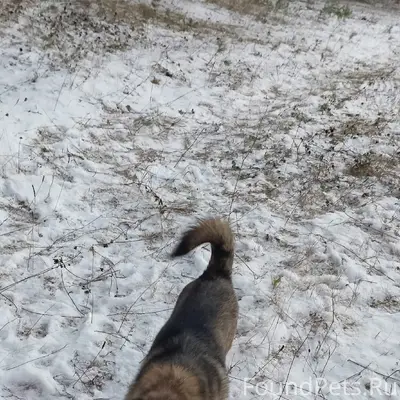 Пропала собака