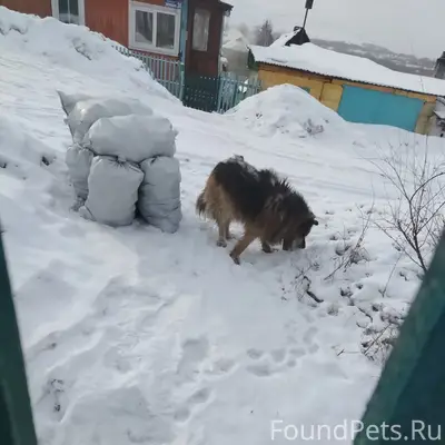 Найден пёс, 12 шахта