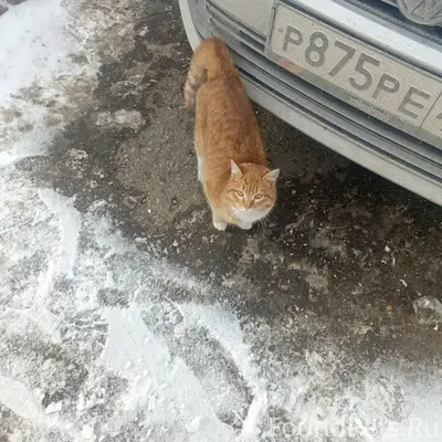 Найден котик, г. Набережные Челны