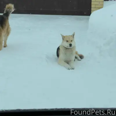 Найден пёс с ошейником