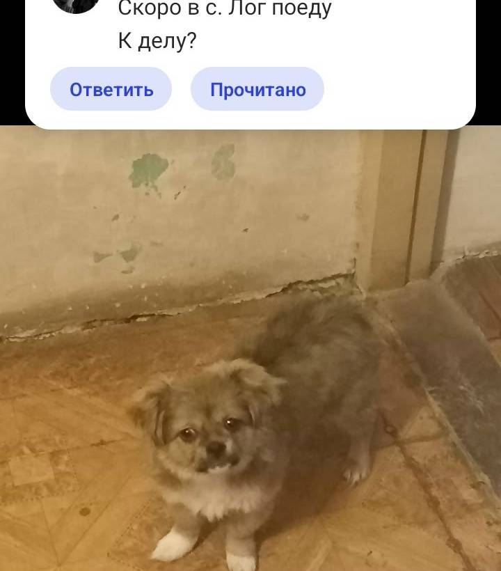 Пропала маленькая собака, Байны