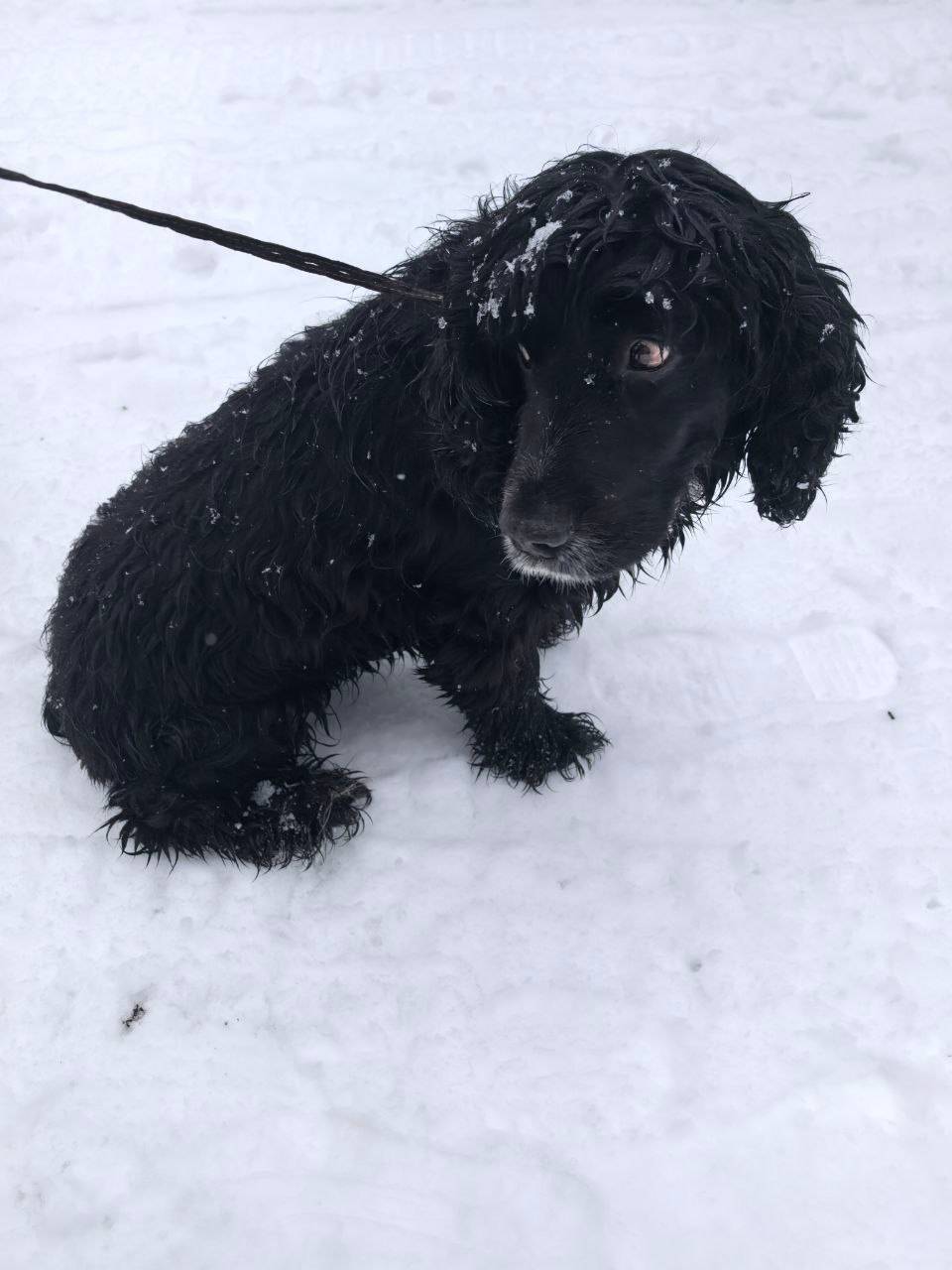 Найден русский спаниель, мкрн Новый-2, Белгород