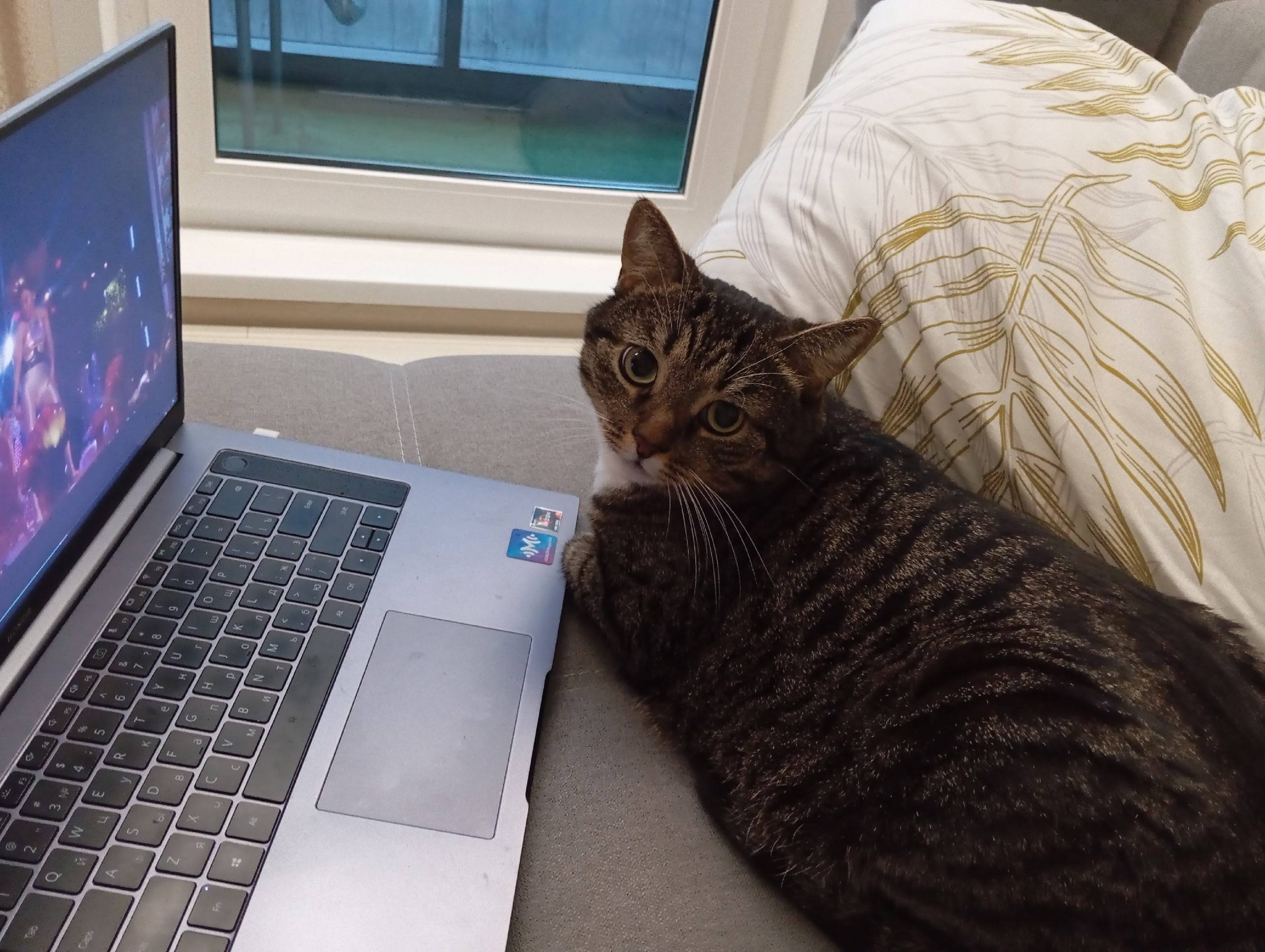 Пропал кот Чак, район моста через КАД