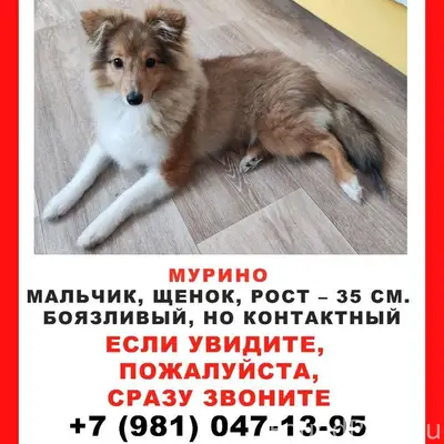 Пропал щенок шелти Чейз, Мурино