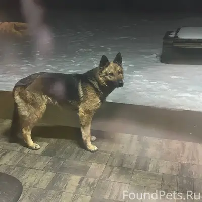 Найден кобель, Новосадовое