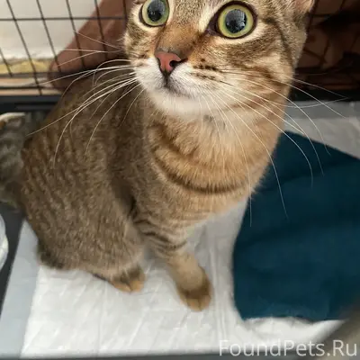 Найден кот, подъезд