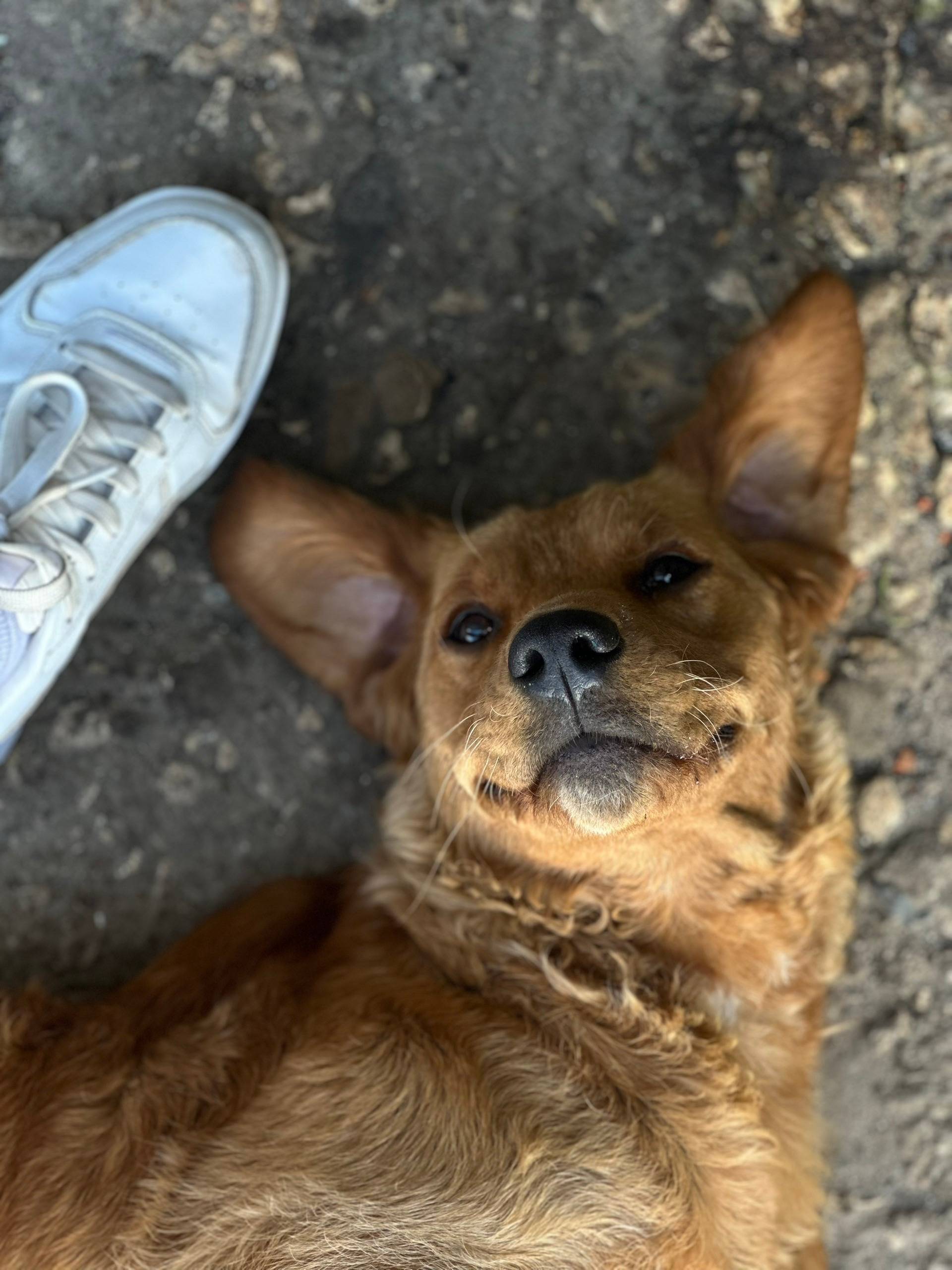 Пропал пёс Моня, Белый Купол, Баграмово