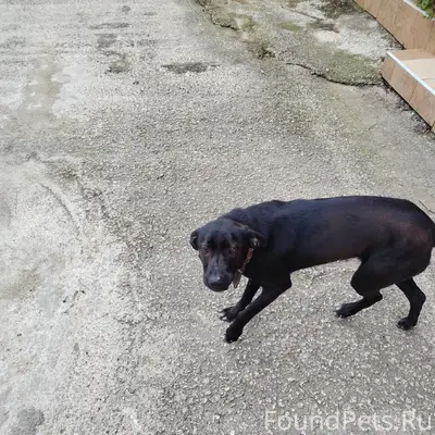 Пропал пёс, Адлер, район Чайсофхоза