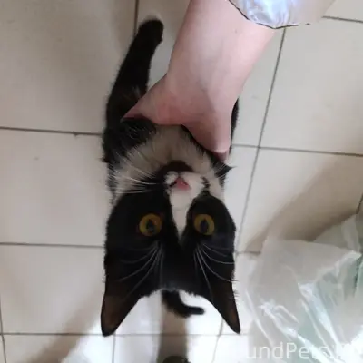 Найдена кошка, юго-запад, ул. Попова