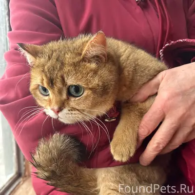 Найден кот, Твардовского 3 к 1