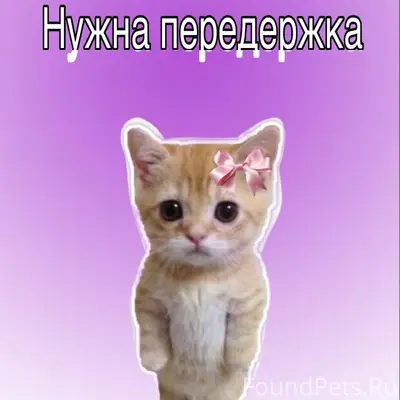 Найдена кошка, Сызрань