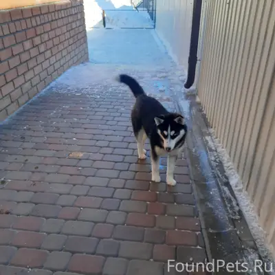 Найден щенок хаски, ул. Воронежская