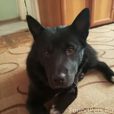 Найден молодой пёс, Ильича 5