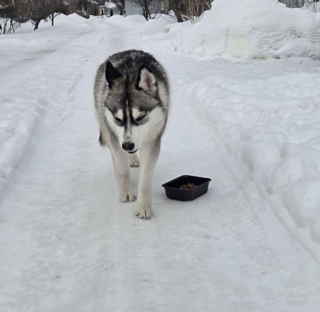 Найден хаски, Ленинский район