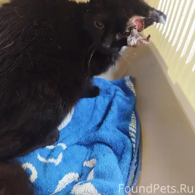 Найден кот с раной, клиника "Твой Ветдоктор"