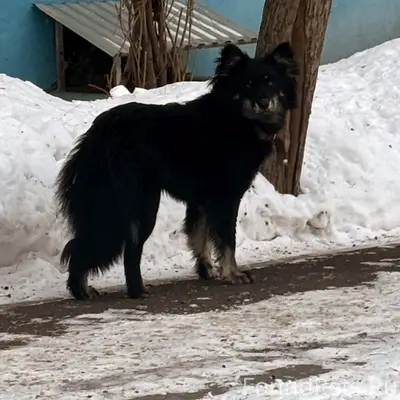 Найден пёс в ошейнике, возле тц Север