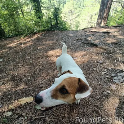 Пропала собака Джек Рассел, Белгород