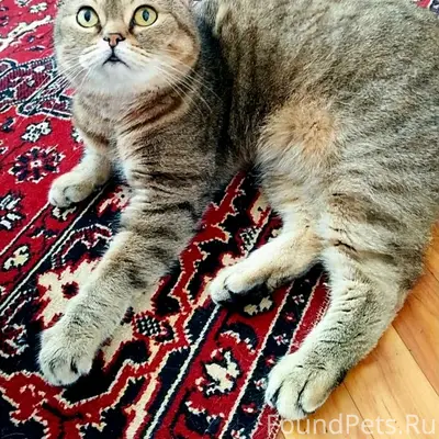 Пропал кот, Солнечногорск