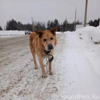 Пропал пёс, видели у поворота на Березовку