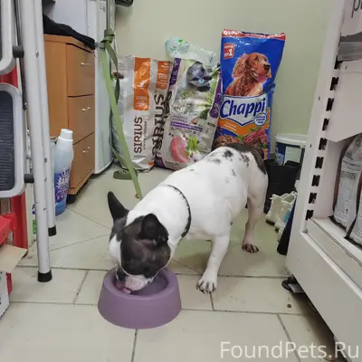 Найдена собака, район меланжевый комбинат