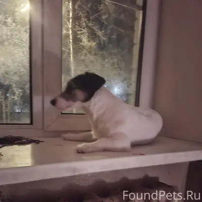 Пропал Ярик, мкр. Депо