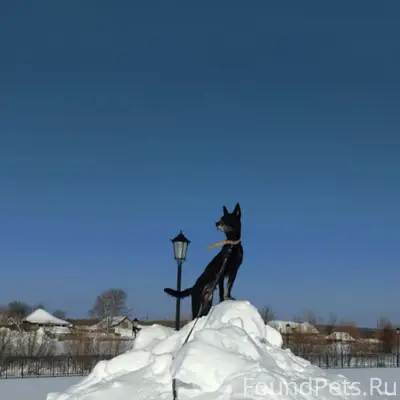 Пропал пес Ганс, Третий мкрн