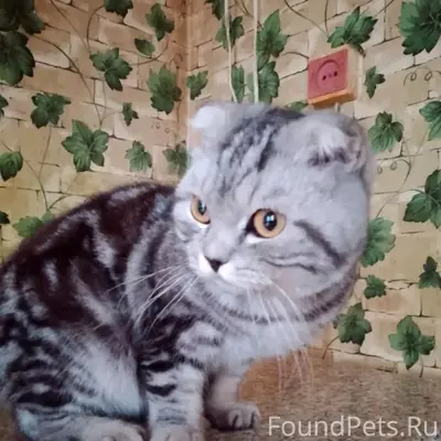 Найдена кошка, Октябрьская, 88