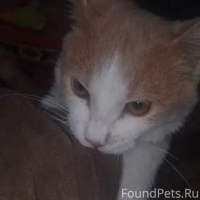 Пропал кот, переулок Северный