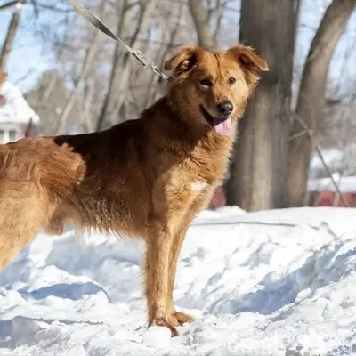 Пропала собака, рыжий с чёрным, без ошейника