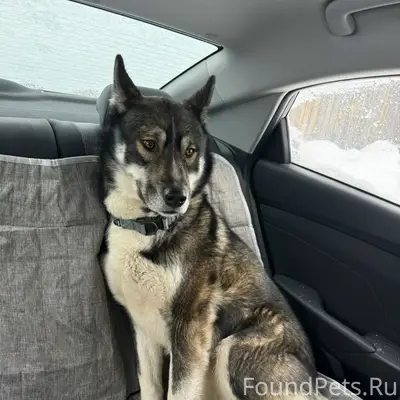 Пропали собаки Роки и Вольт, ДПК Созвездие Премиум